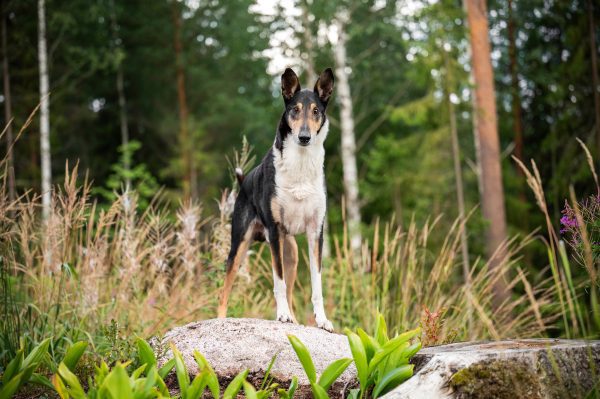 Koirakuvauspäivä 12.7. (Espoo, aidattu miljöö) - Image 4